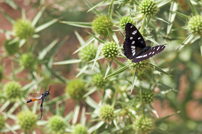 Limenitis reducta e UFA (Animale volante non identificato)